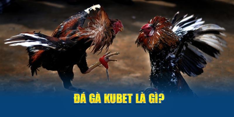 Đá gà kubet